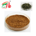 Natural Green Tea Extract 20% L-Theanine Lowering The Blood Pressure