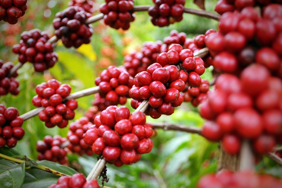 تحسين صحتك مع مستخلص الأعشاب الطبيعية SA-Herbal Schisandra Berry Extract 10:1