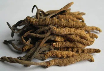 مسحوق مستخلص فطر الكورديسيبس الصيني بتركيز 10% من السكريات المتعددة للأغذية الوظيفية المضادة للربو في مسحوق أصفر بني ناعم