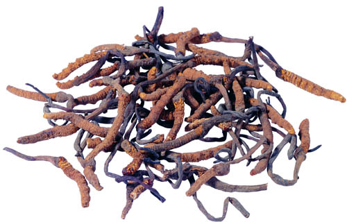 مسحوق أصفر بني رفيع الصف الصف الغذائي مستخلص Cordyceps Sinensis للمنتجات الصحية