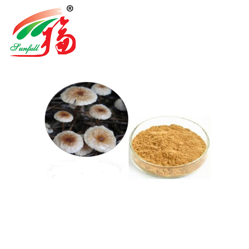 مسحوق استخراج Marasmius Androsaceus عالي الجودة بحجم الشبكة 80 عمر عامين وقدرة إنتاج 20 طن / سنة