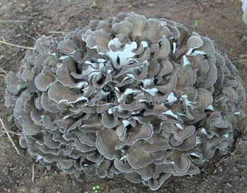 مسحوق مستخلص فطر ميتيك البني والأصفر الناعم 30% عديد السكاريد لتطبيق الأقراص والكبسولات لتعزيز المناعة