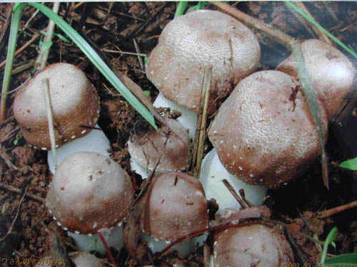 استخراج Agaricus Blazei مسحوق مع 10 ٪ البوليساكاريدات للأغذية الوظيفية في أقراص وكبسولة تطبيقات لتعزيز المناعة