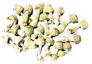 استخراج Agaricus Blazei مسحوق مع 10 ٪ البوليساكاريدات للأغذية الوظيفية في أقراص وكبسولة تطبيقات لتعزيز المناعة