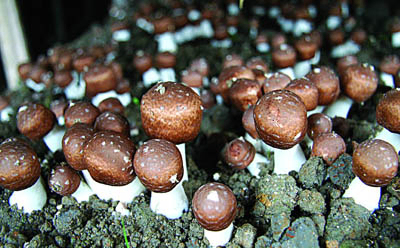 مستخلص Agaricus Blazei مسحوق مع 20٪ من البوليساكاريدات للأغذية الوظيفية ومنتجات الرعاية الصحية