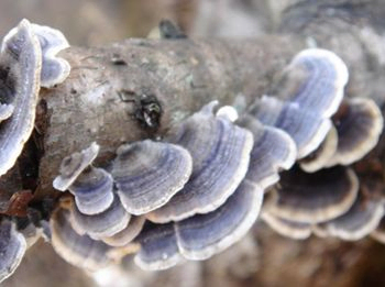 مستخلص كورديسيبس فيرسيكولور 40% عديد السكاريد للأغذية الوظيفية لتنظيم سكر الدم وتقليل البلغم