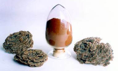 كوريولوس فيرسيكولور استخراج 50% بوليساكاريدس للأغذية الوظيفية لتنظيم مستوى السكر في الدم والحد من البخاخ