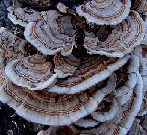 Coriolus Versicolor Extract 50% Polysaccharides للأغذية الوظيفية مع تنظيم السكر في الدم وتقليل الخث