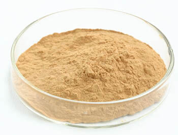 مسحوق مستخلص فطر المحار مع 10% عديد السكاريد للأغذية الوظيفية كمسحوق أصفر بني ناعم