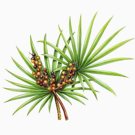 مستخلص البلميط المنشاري عالي الفعالية 45% أحماض دهنية (Serenoa Repens) - مركز ممتاز لصحة البروستاتا وتركيبات متقدمة