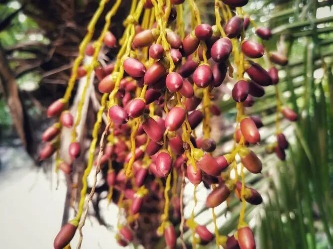 مستخلص البلميط المنشاري عالي الفعالية 45% أحماض دهنية (Serenoa Repens) - مركز ممتاز لصحة البروستاتا وتركيبات متقدمة