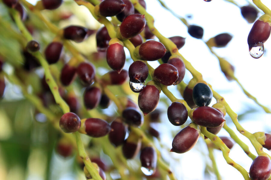 مستخلص البلميط المنشاري عالي الفعالية 45% أحماض دهنية (Serenoa Repens) - مركز ممتاز لصحة البروستاتا وتركيبات متقدمة