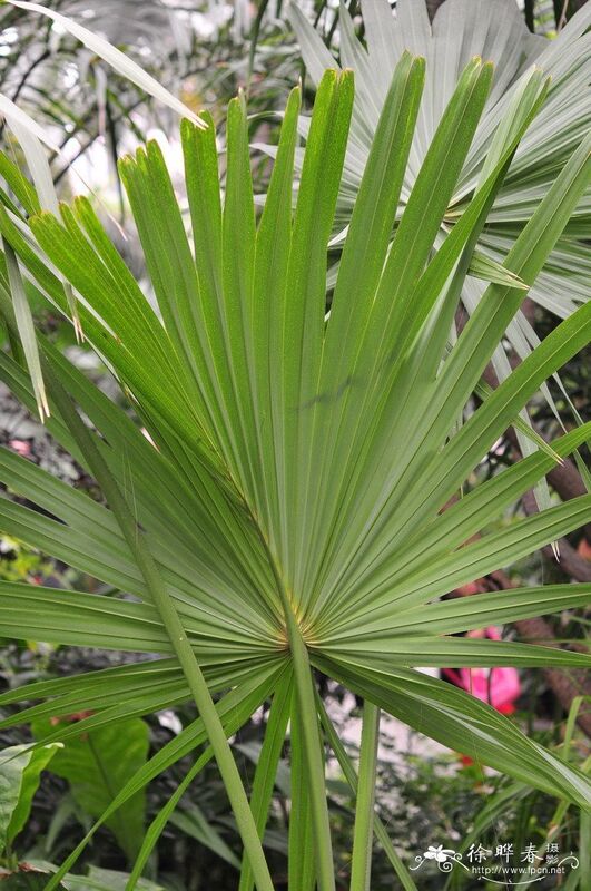مستخلص البلميط المنشاري عالي الفعالية 45% أحماض دهنية (Serenoa Repens) - مركز ممتاز لصحة البروستاتا وتركيبات متقدمة