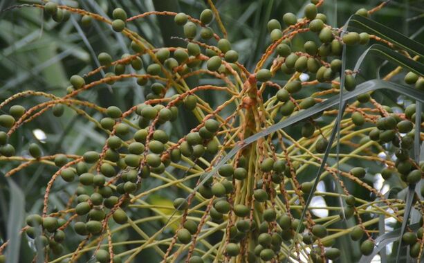 مستخلص البلميط المنشاري عالي الفعالية 45% أحماض دهنية (Serenoa Repens) - مركز ممتاز لصحة البروستاتا وتركيبات متقدمة