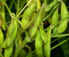 مسحوق مستخلص ايسوفلافون الصويا - الاستروجين النباتي الطبيعي من فول الصويا لتطبيقات الأغذية الغذائية والوظيفية