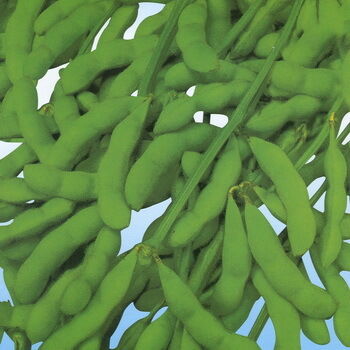 مسحوق مستخلص ايسوفلافون الصويا - الاستروجين النباتي الطبيعي من فول الصويا لتطبيقات الأغذية الغذائية والوظيفية