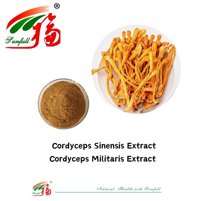 المكملات الغذائية لـ Hunan Sunfull Agaricus Subrufescens/Hericium Erinaceus/Antrodia/Cordyceps Sinensis/Coriolus Versicolor/مستخلص الفطر المسحوق