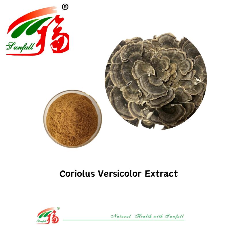 المكملات الغذائية لـ Hunan Sunfull Agaricus Subrufescens/Hericium Erinaceus/Antrodia/Cordyceps Sinensis/Coriolus Versicolor/مستخلص الفطر المسحوق