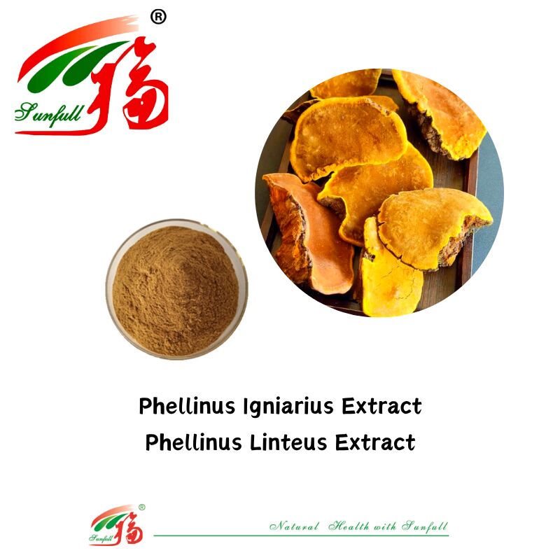 المكونات الطبيعية العضوية المكملات الغذائية البوليساكاريد 10-30٪ Phellinus Igniarius / Ganoderma Lucidum / Chaga / Maitake / Shiitake الفطر المستخلص مسحوق
